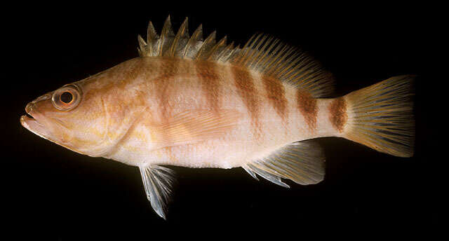 Image of redbanded perch