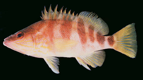 Image of redbanded perch