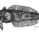 صورة Notothenia cyanobrancha Richardson 1844