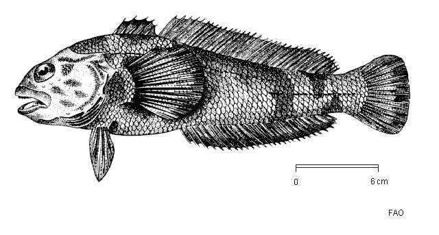 革首南極魚的圖片