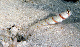 Image of Volcano shrimpgoby