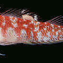 Image of White-spotted triplefin