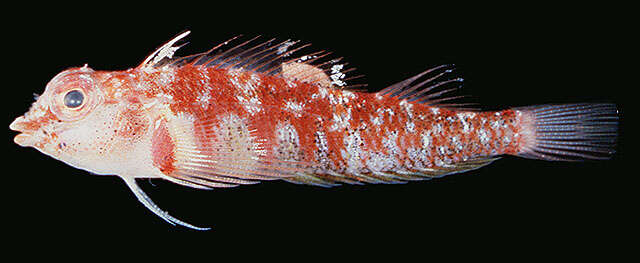 Image of White-spotted triplefin
