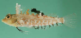 Image of High Hat Triplefin