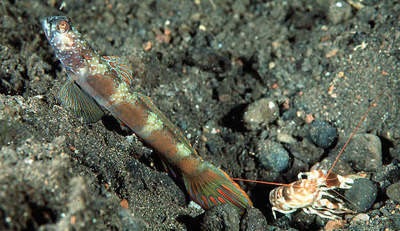 Image of Metallic shrimpgoby