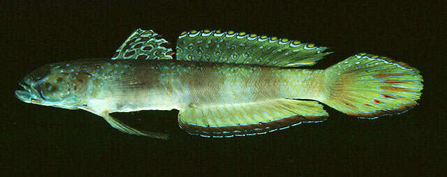 Image of Metallic shrimpgoby