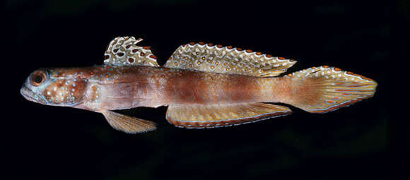 Image of Metallic shrimpgoby