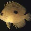 Image of Narc angelfish