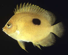 Image of Narc angelfish