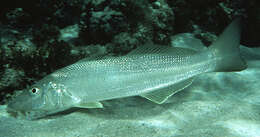 Image of Sand whiting