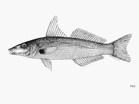 Image of Sand whiting