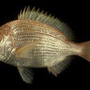 Image of Cape Moreton sea bream