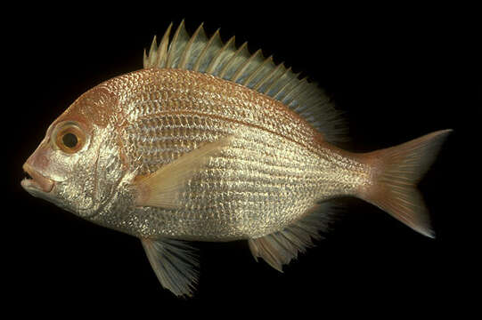 Image of Cape Moreton sea bream