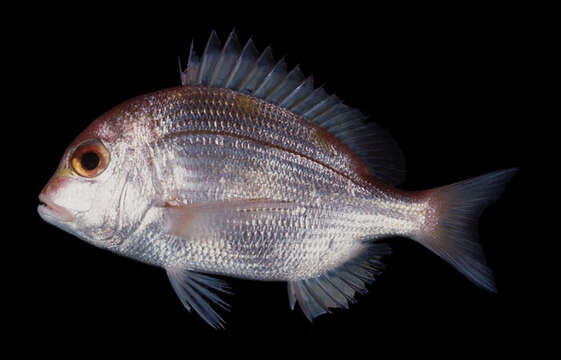 Image of Cape Moreton sea bream