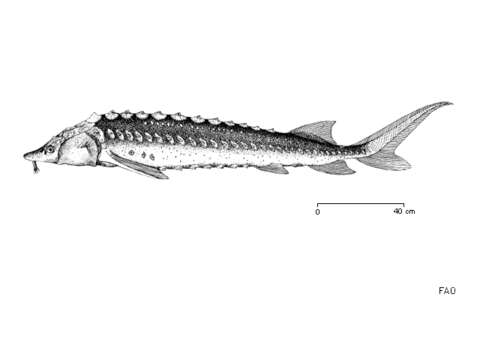 Image of Russian Sturgeon