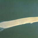 Image of Salanx prognathus (Regan 1908)