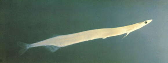 Image of Salanx prognathus (Regan 1908)