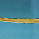 Image of Ariosoma selenops Reid 1934