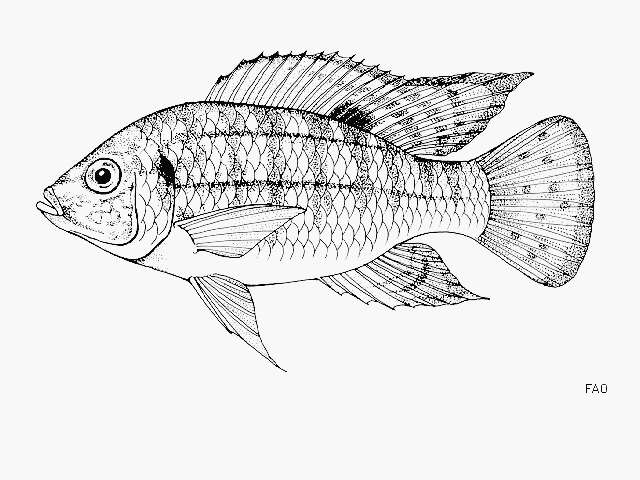 Image of Banded bream