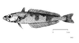 側紋南極魚的圖片