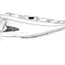 Image of Barred cusk eel