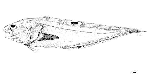Image of Barred cusk eel