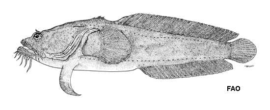 Image of Whitespotted Toadfish