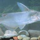 Image of Helmet catfish