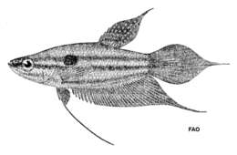 Trichopsis vittata (Cuvier 1831) resmi