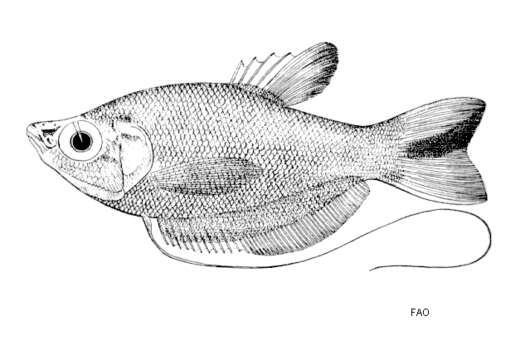 Trichopodus microlepis (Günther 1861) resmi