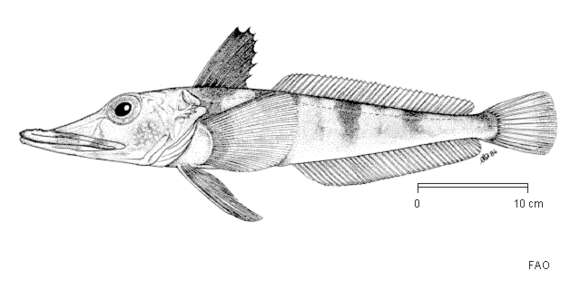 Image of Chaenocephalus