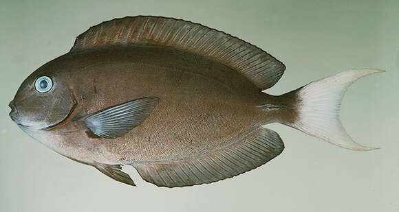 Image of Chocolate Surgeonfish