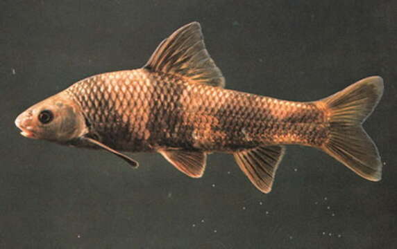 Image of Chinese lake gudgeon