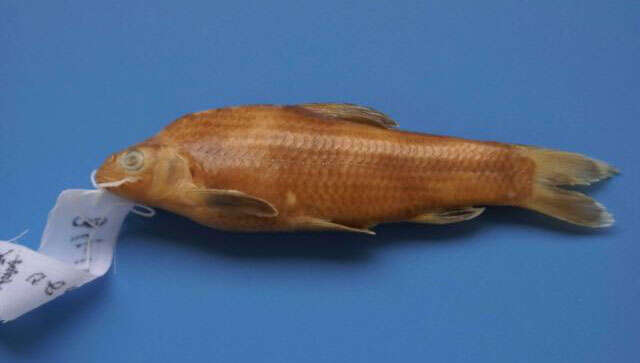 Image of Chinese lake gudgeon