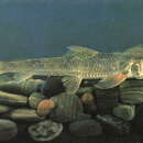 Image of Chinese lizard gudgeon