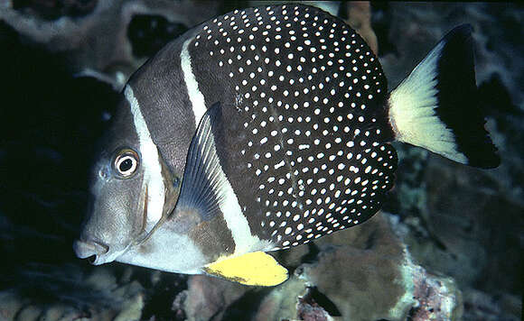 Image of Mustard Surgeonfish