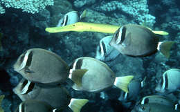 Imagem de Acanthurus leucopareius (Jenkins 1903)