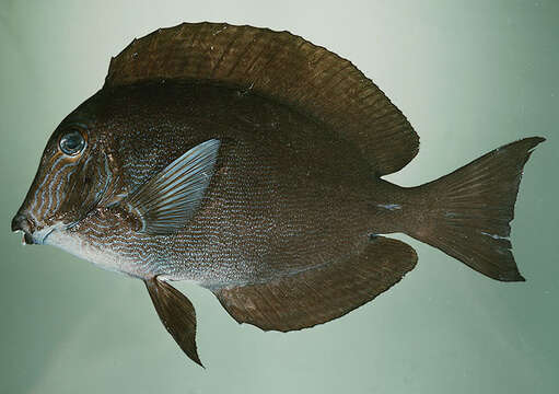 Image of Bluelined Surgeonfish