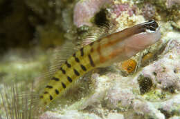 Image of Fiji clown blenny