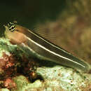 Image of White-lined coralblenny