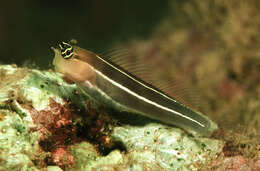 Image of White-lined coralblenny