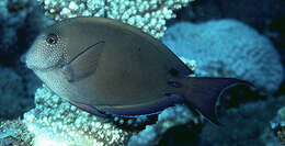 Image of Blackspot Surgeonfish