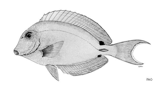 Imagem de Acanthurus nigrofuscus (Forsskål 1775)