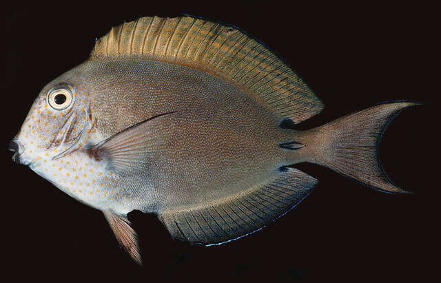 Image of Blackspot Surgeonfish