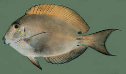 Image of Blackspot Surgeonfish