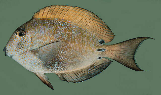 Image of Blackspot Surgeonfish