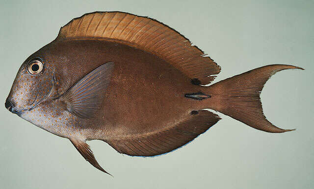 Image of Blackspot Surgeonfish