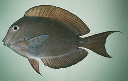 Image of Blackspot Surgeonfish