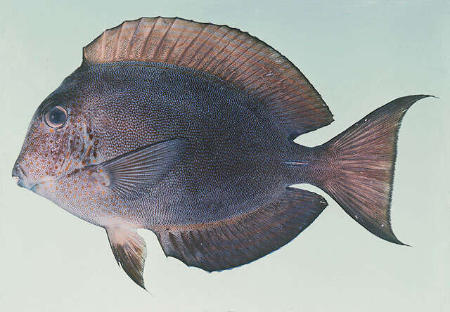 Image of Blackspot Surgeonfish