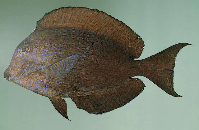 Image of Blackspot Surgeonfish